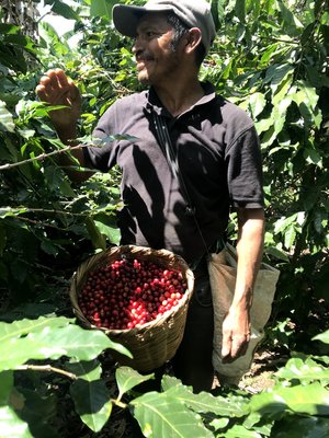 Honduras Decaf Organic