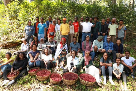 Ethiopia Guji - Organic