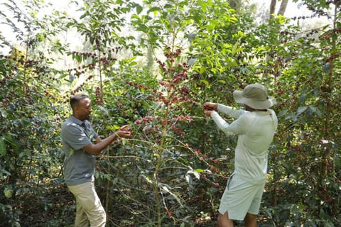 Ethiopia Guji - Organic