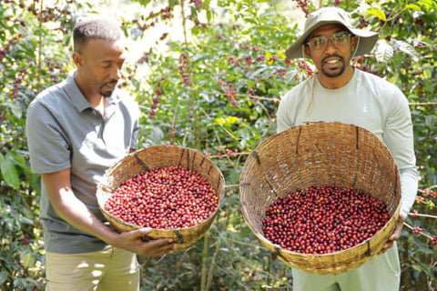 Ethiopia Guji - Organic
