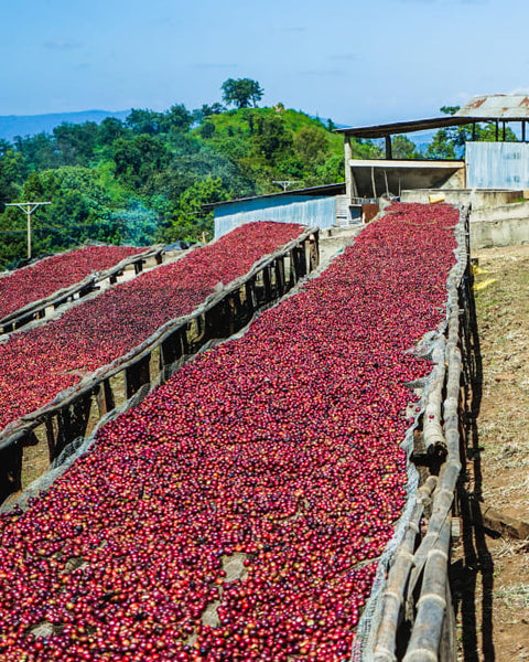 Ethiopia Guji - Organic